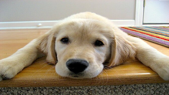 When Can a Golden Retriever Puppy Climb Stairs?