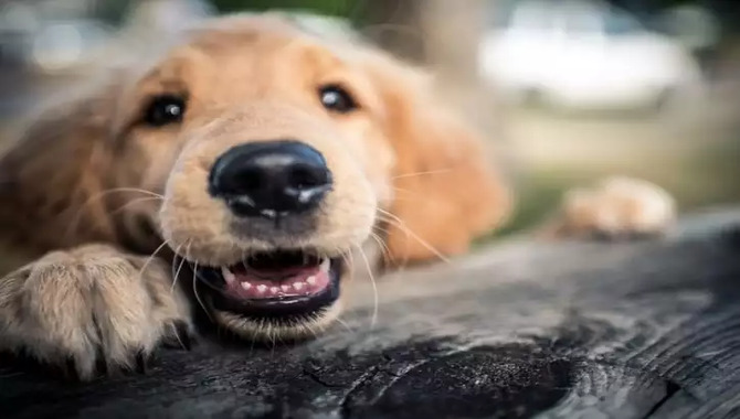 When Do The Adult Teeth Erupt In Golden Retrievers