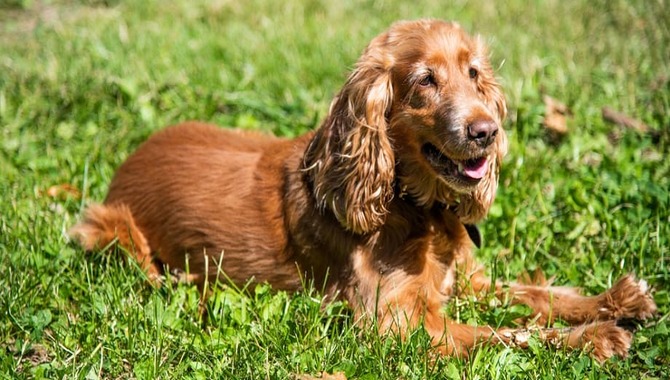 When Is A Cocker Spaniel Fully Grown