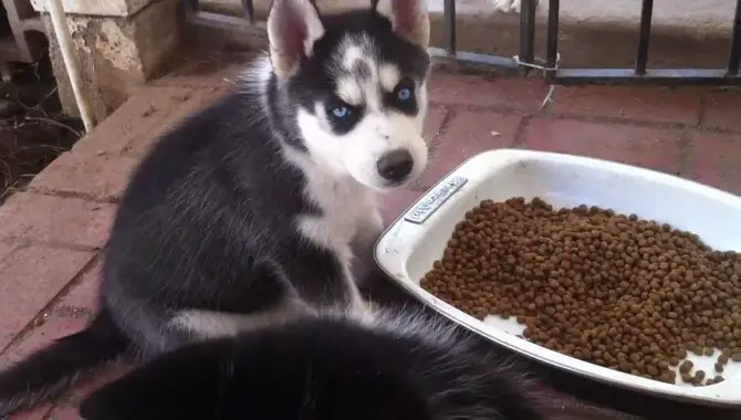 When Should A Husky Puppy Start Eating Solid Food?