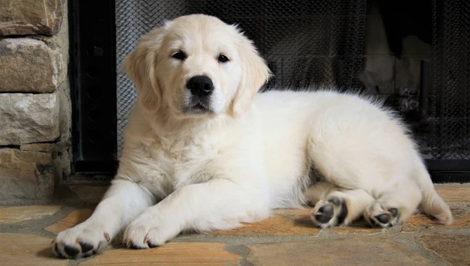 When Should Golden Retrievers Avoid The Stairs?