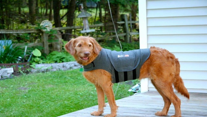 When Should I Put A Thundershirt On My Dog?