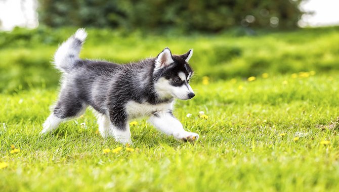 When To Have Your Siberian Husky Puppies