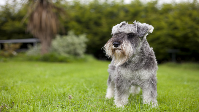 Where Can I Find A Schnauzer