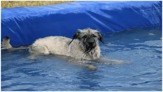 Whether A Schnauzers Can Swim Or Not