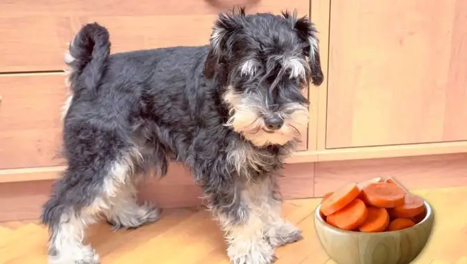 Whether Schnauzers Eat Carrots Or Not