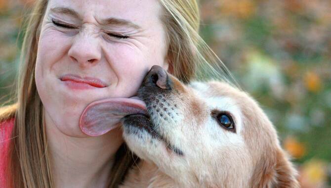 Why Do Dogs Lick You When You Accidentally Hurt Them Some Quick Tips   Why Do Dogs Lick Humans 