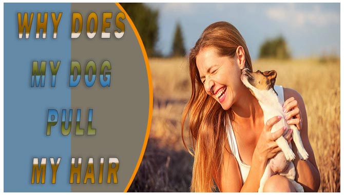 Why Does My Dog Pull My Hair? [Guide To Resolving The Issue]