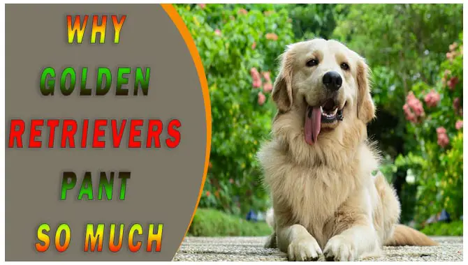 Why Golden Retrievers Pant So Much