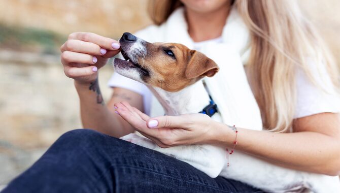 Why Is Hand-Feeding Your Dog Bad For Them