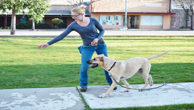 Why Is It Important To Teach Your Puppy Their Name