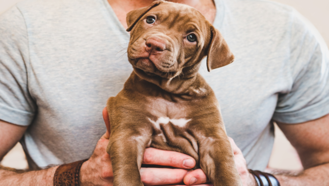 Why Not Let Your Dog Visit Your Apartment