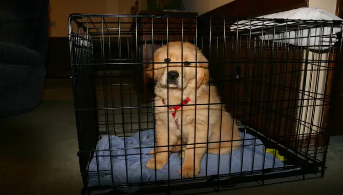 Why Should One Crate Train A Golden Retriever Puppy