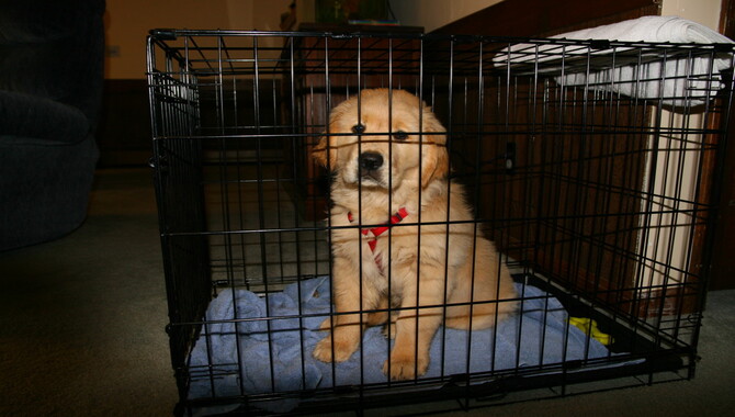 Why Should One Crate Train A Golden Retriever Puppy