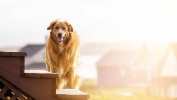 Why Stairs Can Be Bad For Golden Retrievers