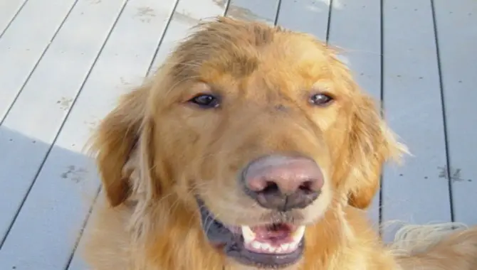 Will Warming A Golden Retriever's Pink Nose Help It Return To Normal