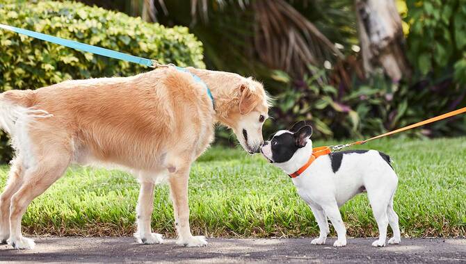 Your Dog Wants To Socialise