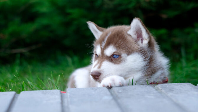 Your Husky's Behavior And Temperament Will Change