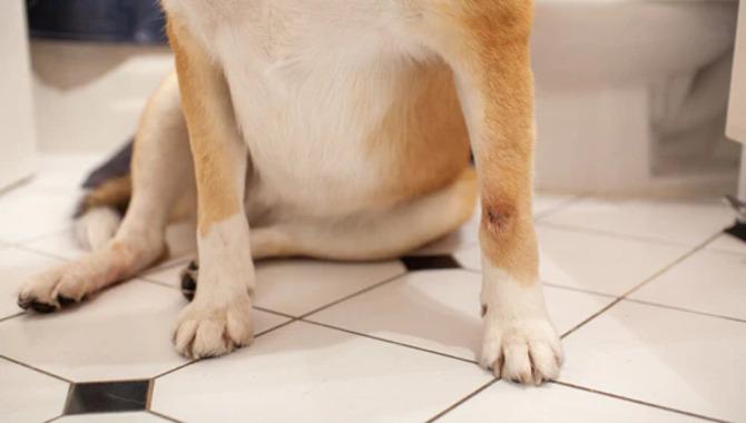 10 Reasons Why Does My Dog's Front Leg Shake