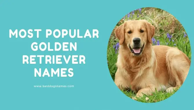 100+ Best Golden Retriever Names For A Boy
