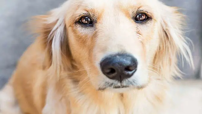 11 Ways To Heal Grieving The Loss Of Your Golden Retriever