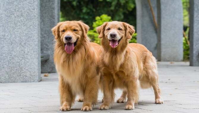 15 Reasons Golden Retrievers Are Great First-Time Dogs