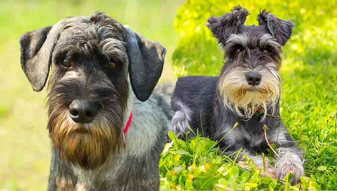 3 Types Of Schnauzers