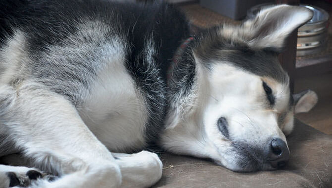 4 Factors Affecting Huskies Sleeping Outside