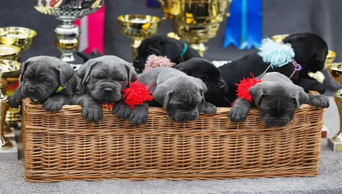 4 Tips To Choose The Best Cane Corso  Puppy From A Litter