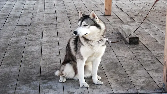 5 Easy Ways Can You Run With A Husky