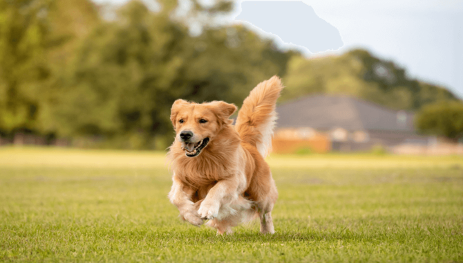 5 Reasons Golden Retrievers Are The Best Family Dogs