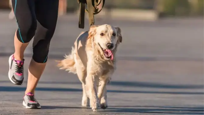 5 Tips For Running With Your Golden Retriever