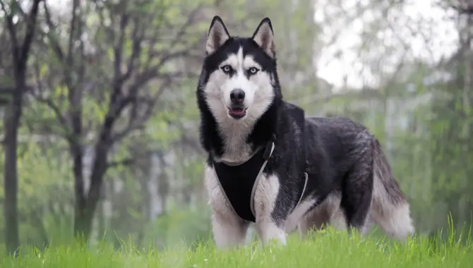 5 Tips On How To Make You're Husky More Active