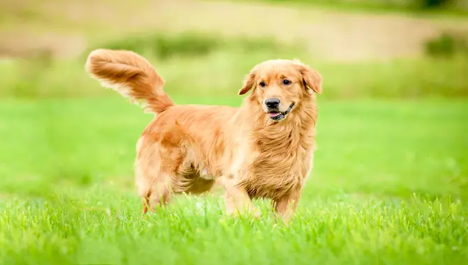5 Ways To Care For Your Golden Retriever's Coat