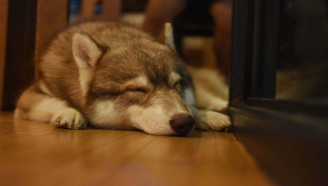 5 Ways How To Get A Husky Puppy Sleeping The Whole Night