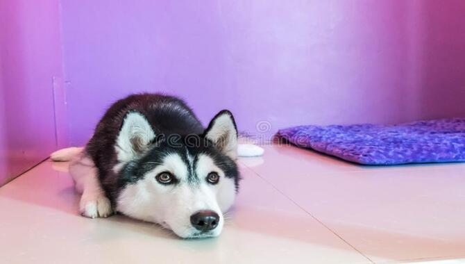6 Easy Ways Long Can A Husky Puppy Hold A Pee