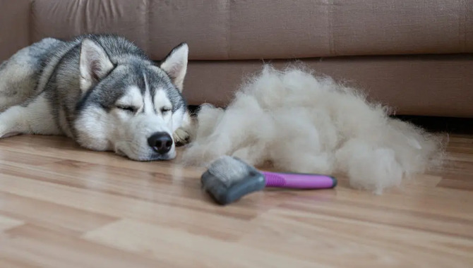 6 Easy Ways To Reduce Husky Shedding