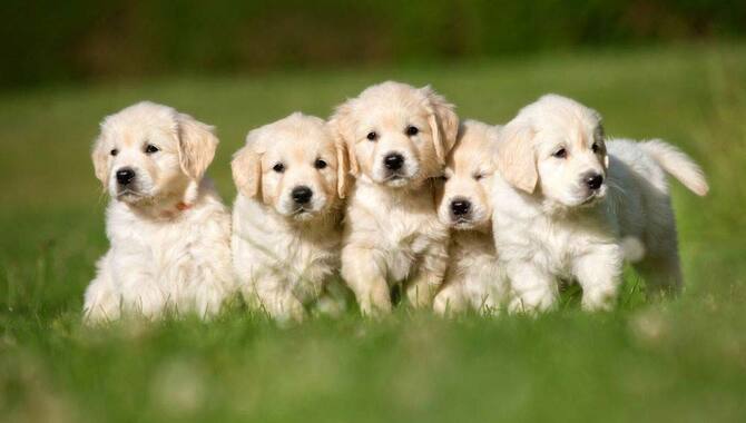 6 Helpful Tips To Pick A Golden Retriever Puppy From A Litter