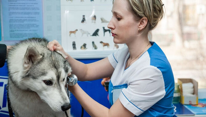 6 Solutions For Common Health Issues In Huskies