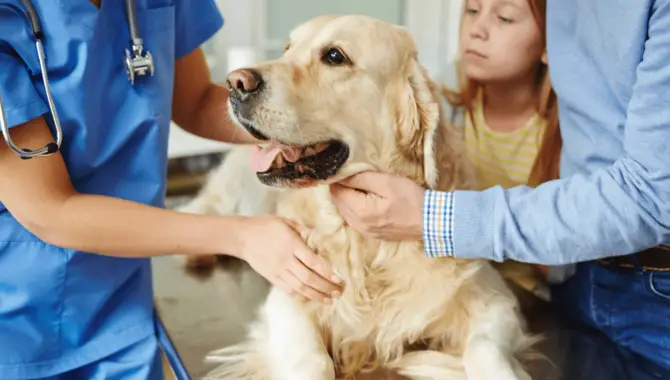 6 Tips For Microchipping Your Golden Retriever