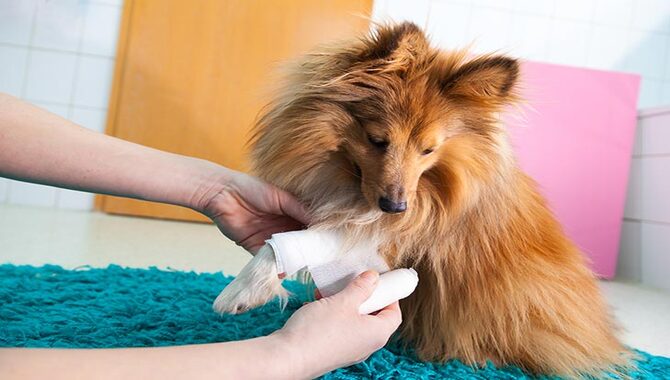 6 Tips To Can You Put Neosporin On A Dogs Paw