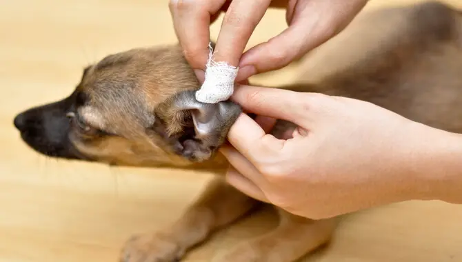 6 Tips To Clean A Husky's Ears