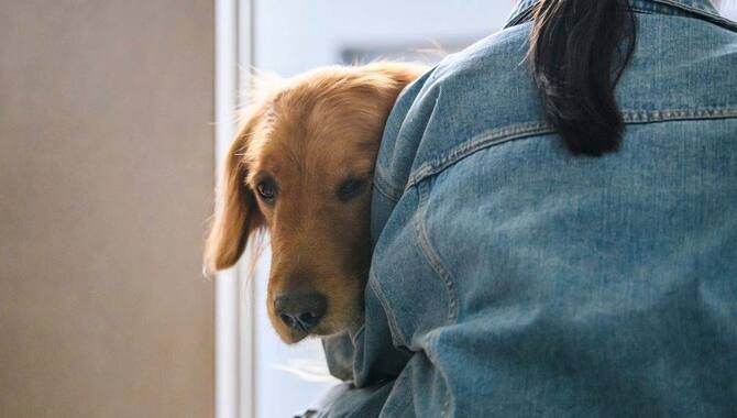 7 Causes And Solutions My Golden Retriever Sit Or Lean On Me