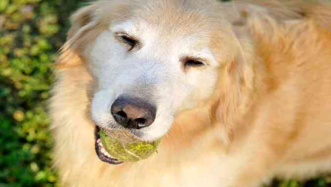 7 Causes Why Golden Retrievers Faces Turn White