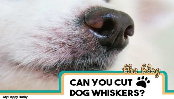 7 Tips To Can You Trim Husky Whiskers