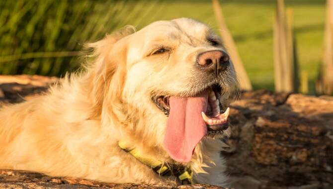 7 Tips To Why Do Golden Retrievers Smile