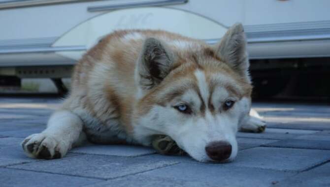 7 Ways To Keep Your Husky Happy When Home Alone