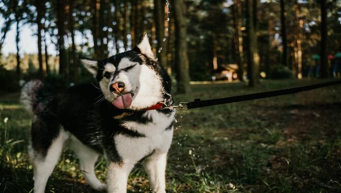 8 Common Reasons Why Huskies Throw Tantrums