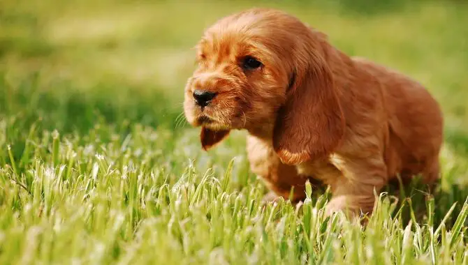 8 Ways To The Best Training For A Cocker Spaniel