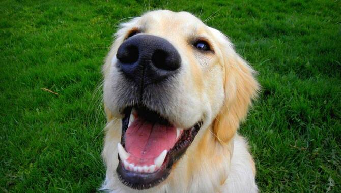 9 Reasons Behind Golden Retrievers Grunt And Groan